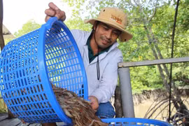 Tra Vinh shrimp output up over 6,000 tonnes