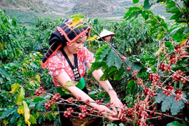 Son La coffee growers supported in sustainable development