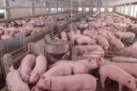 Russia becomes largest pork supplier to Vietnamese market