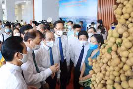 Teleconference seeks buyers for Hung Yen longan 