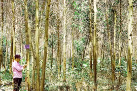Quang Tri to increase FSC-certified forest area by four-fold