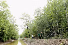 Ca Mau expands forest coverage, improves farmers' incomes