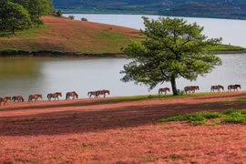 Tourism sector recovers at year’s end