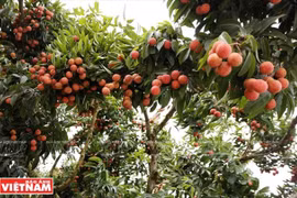 More Vietnamese agro products to be available on e-commerce platforms