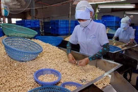 German market projected to bode well for Vietnamese cashew exports in 2022