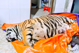 Ha Tinh police prosecute tiger bone glue maker