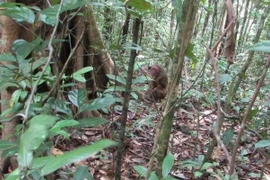 Binh Phuoc releases rare animals back into the wild