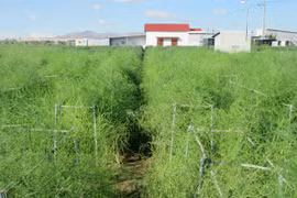 Ninh Thuan cooperatives link up with firms to sell farm produce