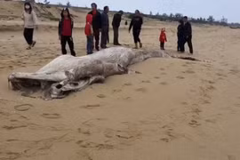 Dead whale washed up on beach in Quang Binh