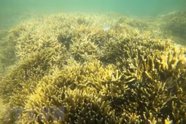 Ninh Thuan pays attention to marine biodiversity conservation, development