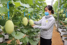 Vietnam offers attractive opportunity for Australian AgTech innovators: report