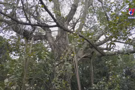 Heritage trees - Green spaces in Hanoi