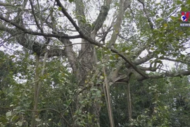 Heritage trees - Green spaces in Hanoi