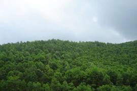 Forest coverage reaches over 14.8 million hectares in 2023