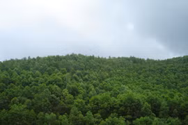 Forest coverage reaches over 14.8 million hectares in 2023