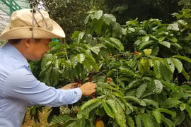 Vietnam shining amidst global agriculture: HSBC expert 