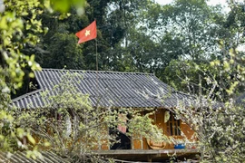 Phieng Ban Village: A haven of white plum blossoms in Dien Bien province