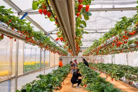 Da Lat strawberry recognised among top ten specialties of Vietnam