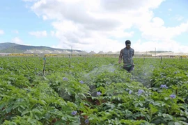 61 Central Highlands communes meet new rural area standards 