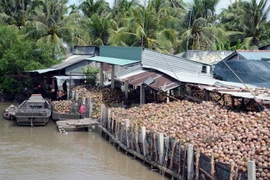 Coconut products account for 30 percent of Ben Tre’s exports