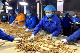 Processing cinnamon (Photo: VNA)