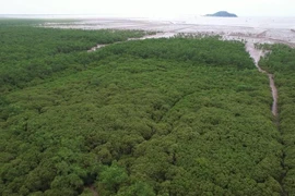 The development of forests and ecosystems will help enhance greenhouse gas absorption (Photo: VietnamPlus)