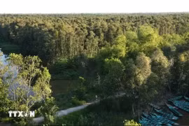 A view of the Gao Giong cajeput forest in Dong Thap province (Photo: VNA)
