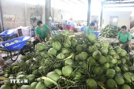 Processing fresh coconuts for export at Mekong Fruit Co., Ltd in Chau Thanh district, Ben Tre province. (Photo: VNA)