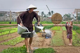 Tra Que vegetable village (Photo: VNA)