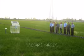 The World Bank delegation makes a fact-finding tour of and learned about a circular production model at the New Green Farm Cooperative in Can Tho city. (Photo: VNA)