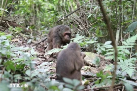 Two stump-tailed macaques (Macaca arctoides) released into Pu Huong Nature Reserve (Photo: VNA)