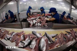 Processing tra fish for export. Shipment of Vietnam's pangasius to Malaysia reached an estimated 31 million USD in the first 11 months of this year, marking a year-on-year increase of over 21%, according to VASEP (Photo: VNA)