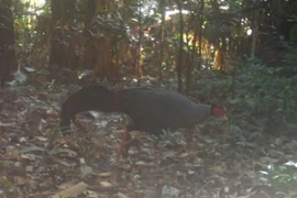 A bird is captured by a camera trap in Ke Go Nature Reserve in Ha Tinh province. (Photo kinhtedothi.vn)