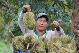 A farmer harvest durian at a garden in Bu Dang district, Binh Phuoc province. (Photo: VNA)
