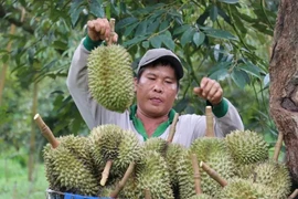 A farmer harvest durian at a garden in Bu Dang district, Binh Phuoc province. (Photo: VNA)