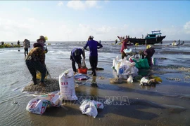 Clam harvesting in Thoi Thuan commune, Binh Dai district, Ben Tre province. (Photo: VNA)