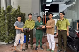 The toothed turtles are handed over to the centre (Photo: VNA)