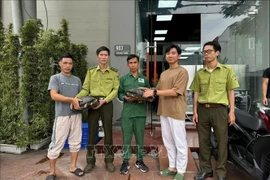 The toothed turtles are handed over to the centre (Photo: VNA)