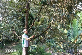 A farmer harvests durian in Long Tien commune, Cai Lay district, Tien Giang province.(Photo: VNA)