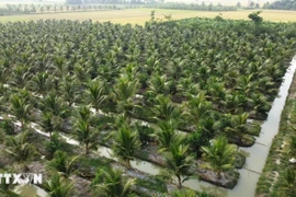 Coconut farming area in Chau Thanh district of Tra Vinh province. (Photo: VNA)