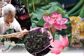 Quang An lotus-scented tea making craft listed among national intangible cultural heritage