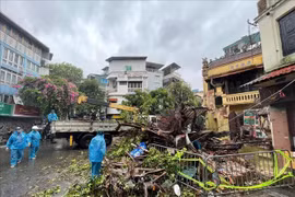 Hanoi: Fallen trees on the streets due to impact of super typhoon Yagi
