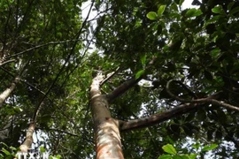 Pu Luong Nature Reserve develops three rare plant species