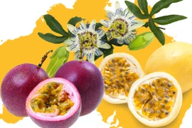 Vietnamese passion fruits enter Australian market
