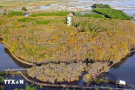 Ru Cha mangrove forest shines in Autumn 