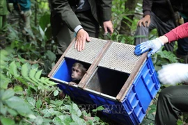 Eleven rare monkeys released back into wild 