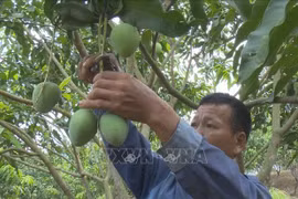 2024 mango festival opens in Son La province