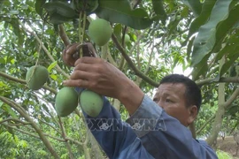 2024 mango festival opens in Son La province