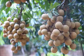 Vietnamese farming produce favored by Koreans