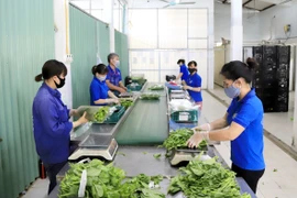 Workers package safe vegetables at Chuc Son Clean Vegetable and Fruit Cooperative in Hanoi’s Chuong My district. (Photo: Hanoimoi.vn)